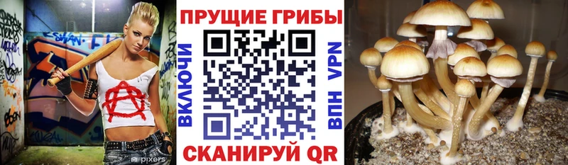 OMG ONION  Ленинск  Галлюциногенные грибы MAGIC MUSHROOMS 